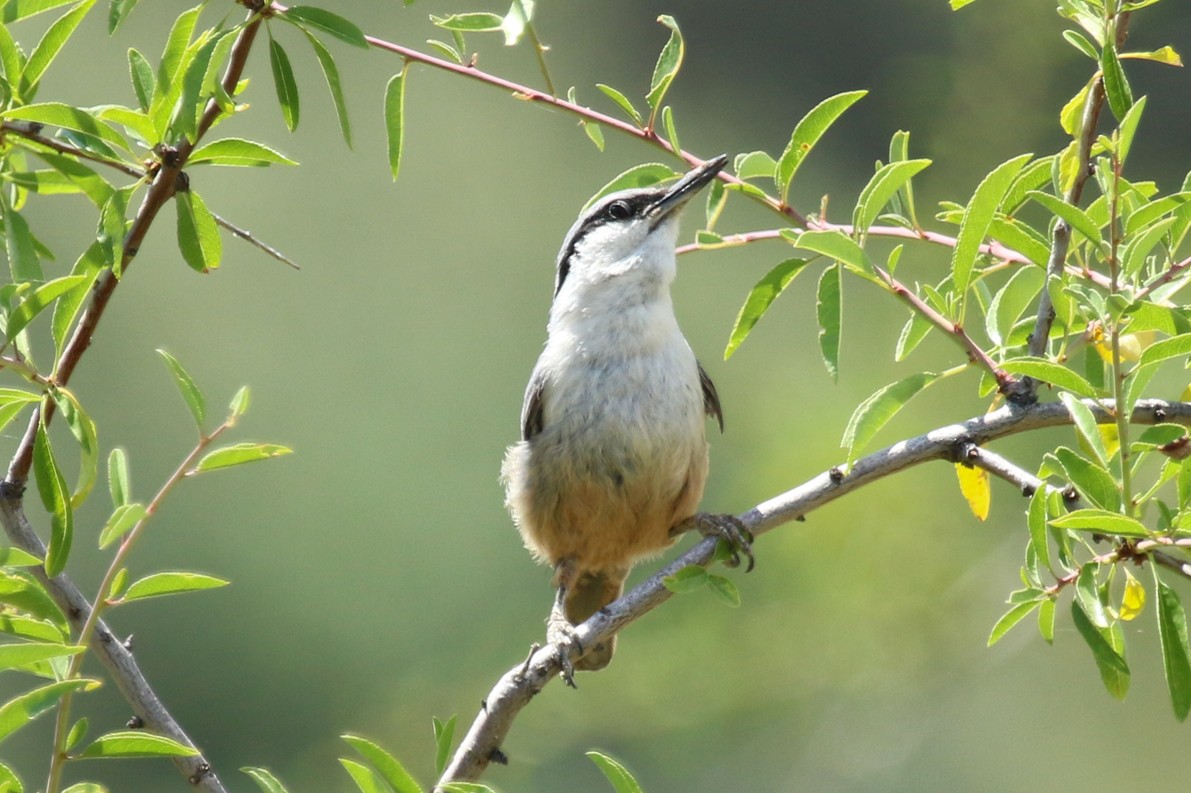 Sittelle de Neumayer - ML644232380