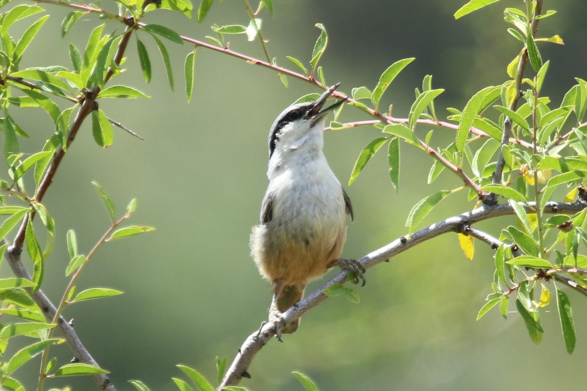 Sittelle de Neumayer - ML644232381