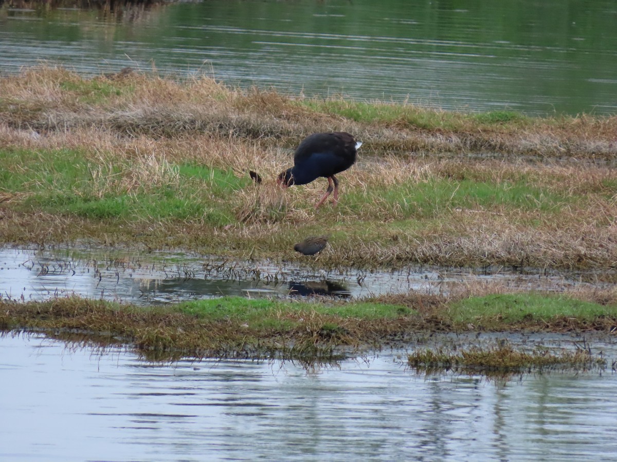 ミナミヒメクイナ - ML644232385