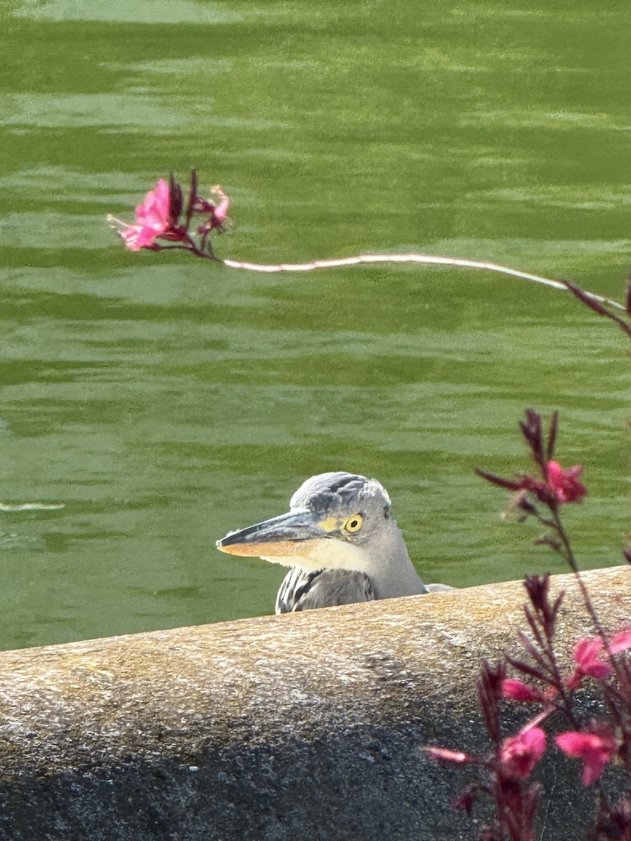 Gray Heron - ML644232389