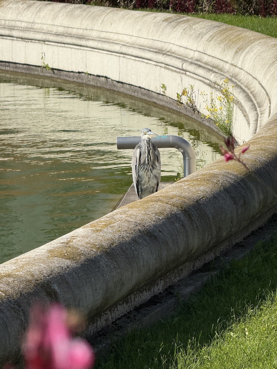 Gray Heron - ML644232390