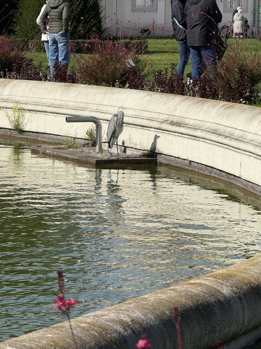 Gray Heron - ML644232391