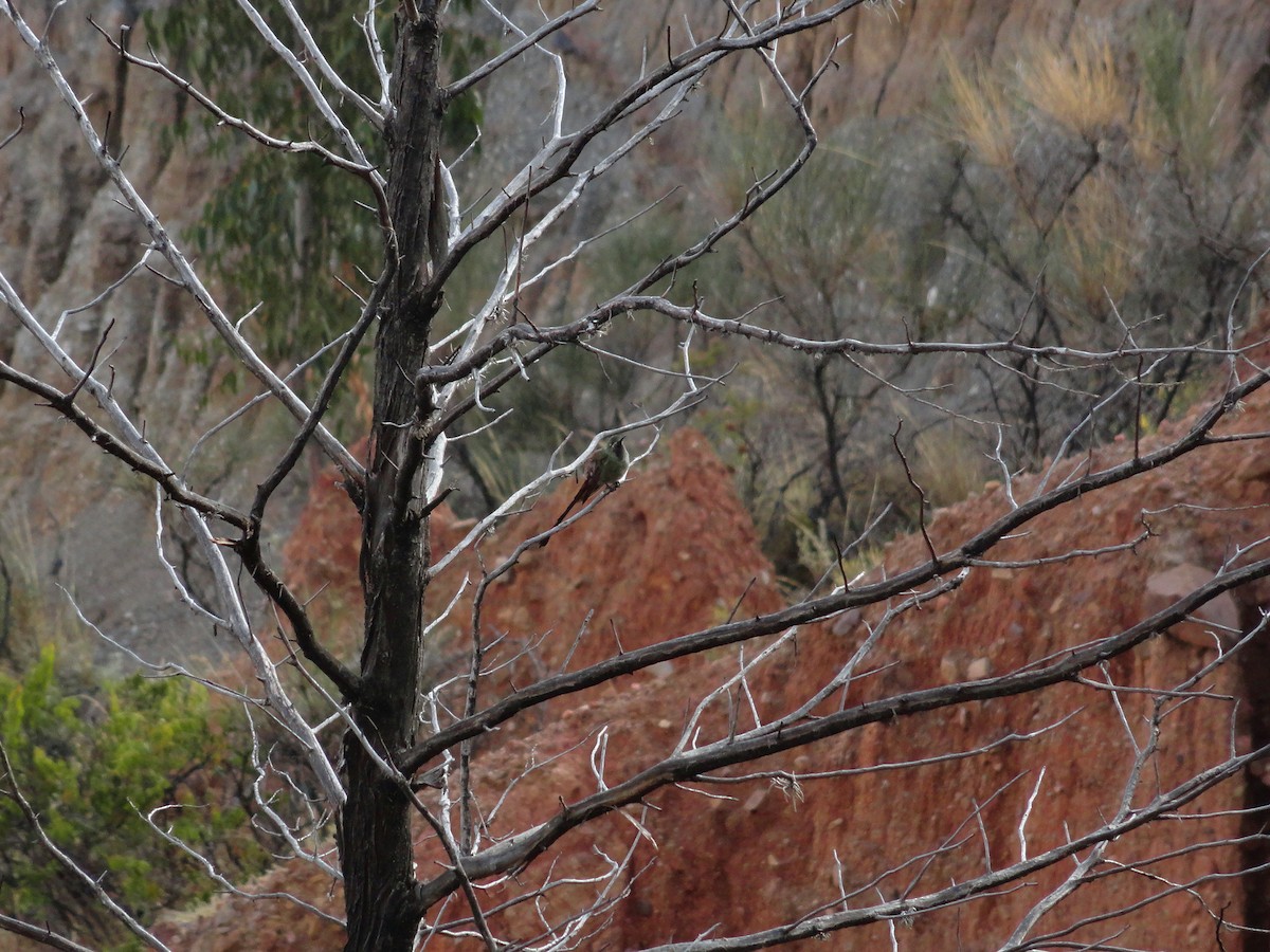 Red-tailed Comet - ML644232392