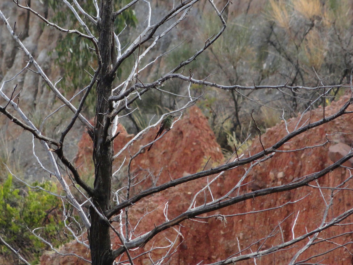 Red-tailed Comet - ML644232393