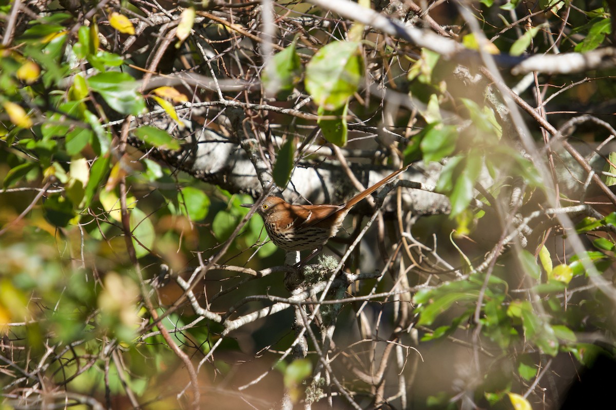 Cuitlacoche Rojizo - ML644232394