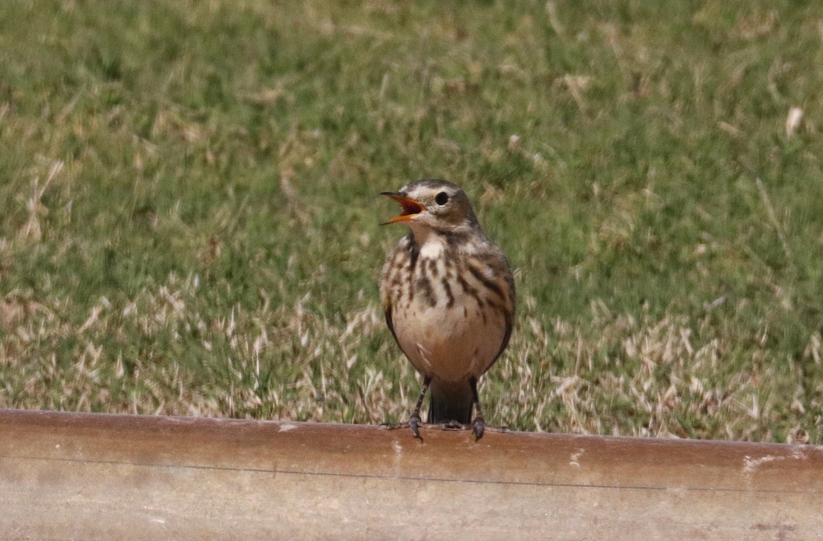 American Pipit - ML644232405
