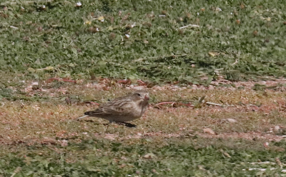 Thick-billed Longspur - ML644232416