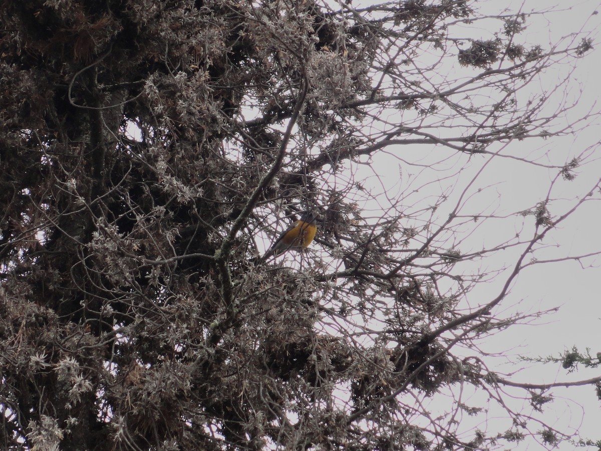 Peruvian Sierra Finch - ML644232417