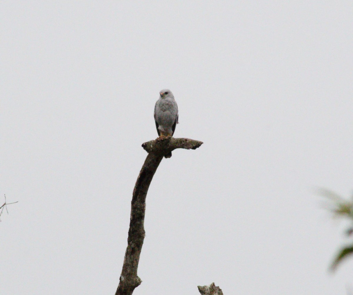 Gray-lined Hawk - ML644232425