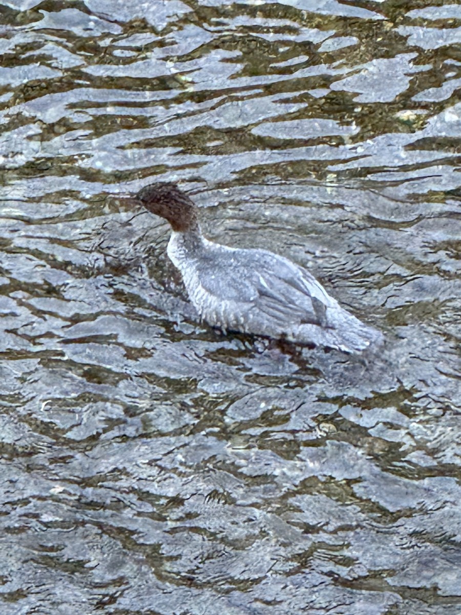 Common Merganser (Eurasian) - ML644232438