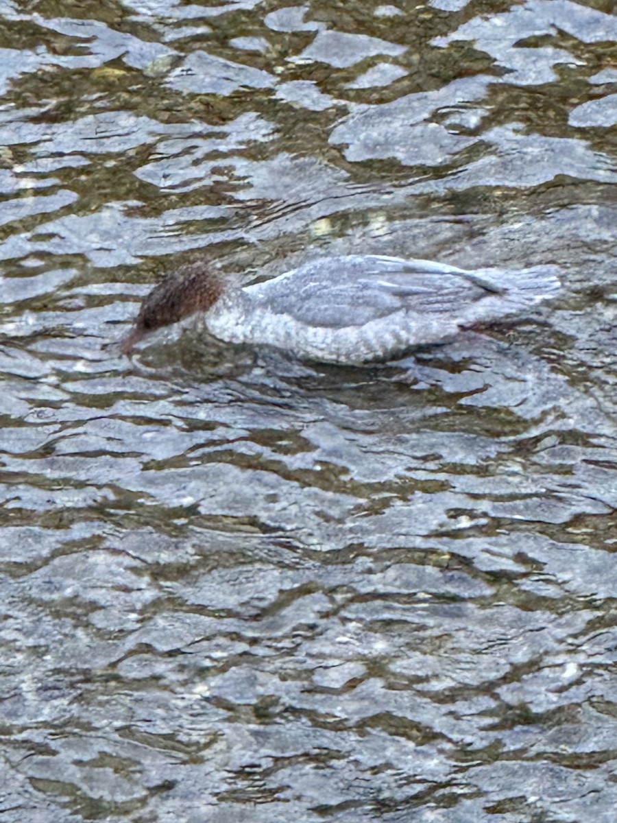 Common Merganser (Eurasian) - ML644232439