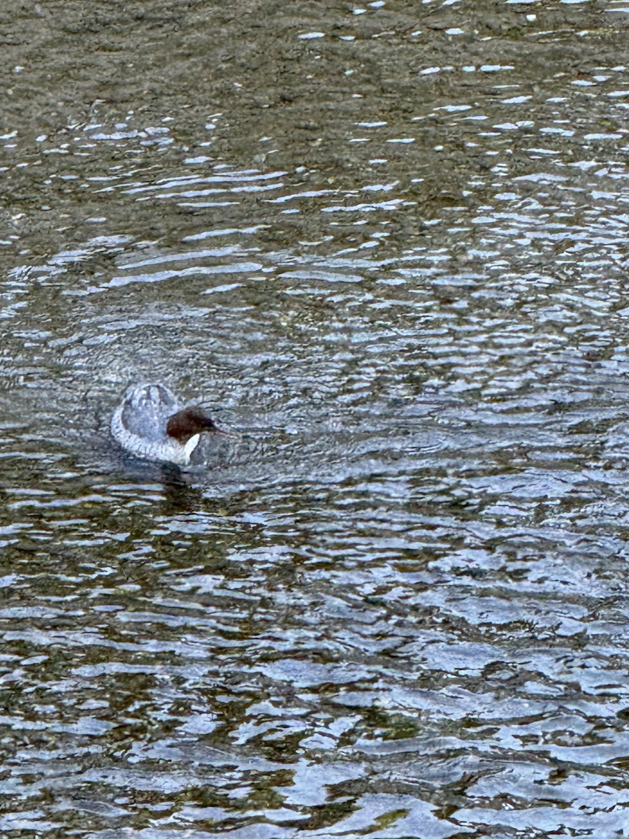 Common Merganser (Eurasian) - ML644232440