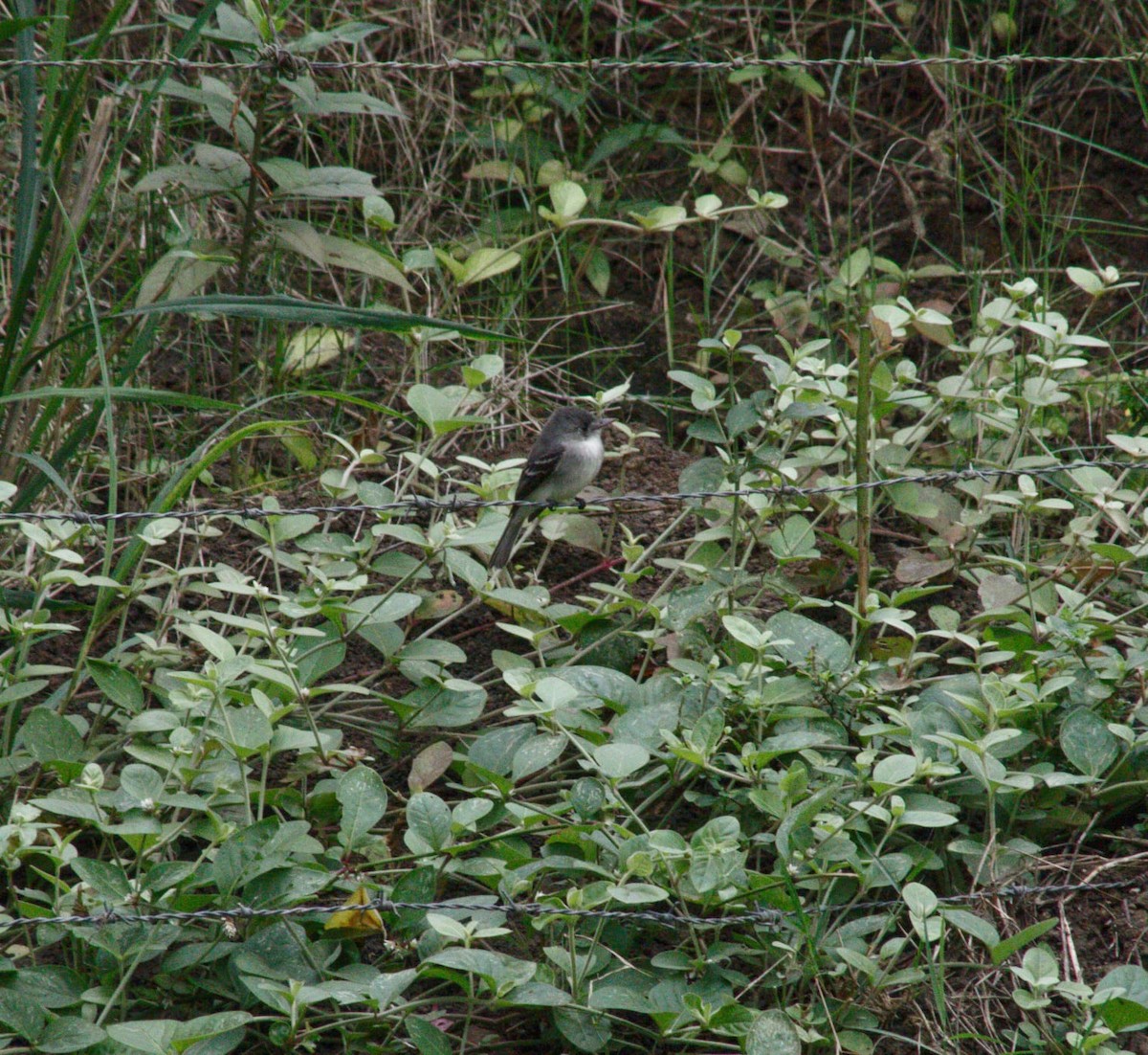 Tumbes Pewee - ML644232443