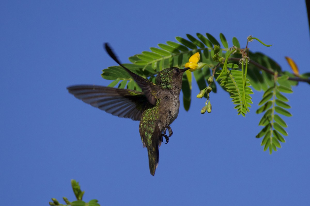 Antillean Crested Hummingbird - ML644232463