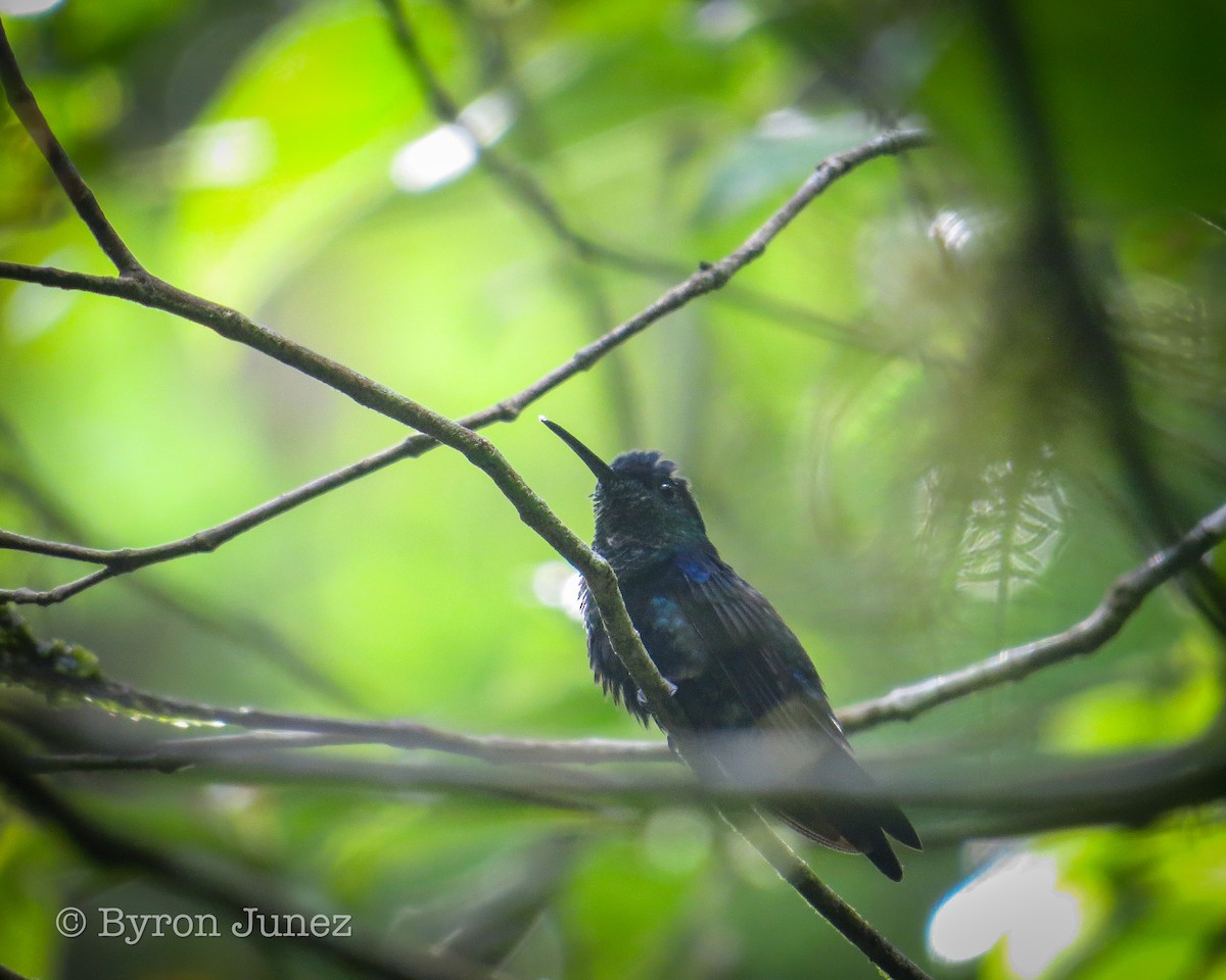 Crowned Woodnymph - ML644232467