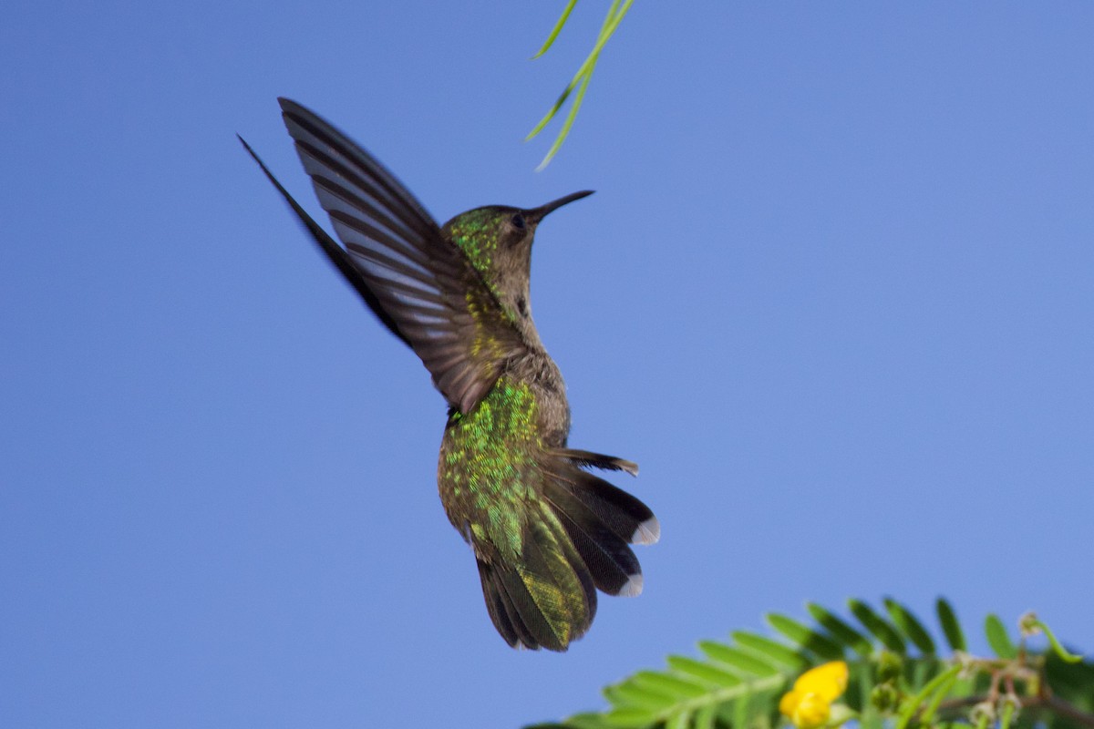 Antillean Crested Hummingbird - ML644232468