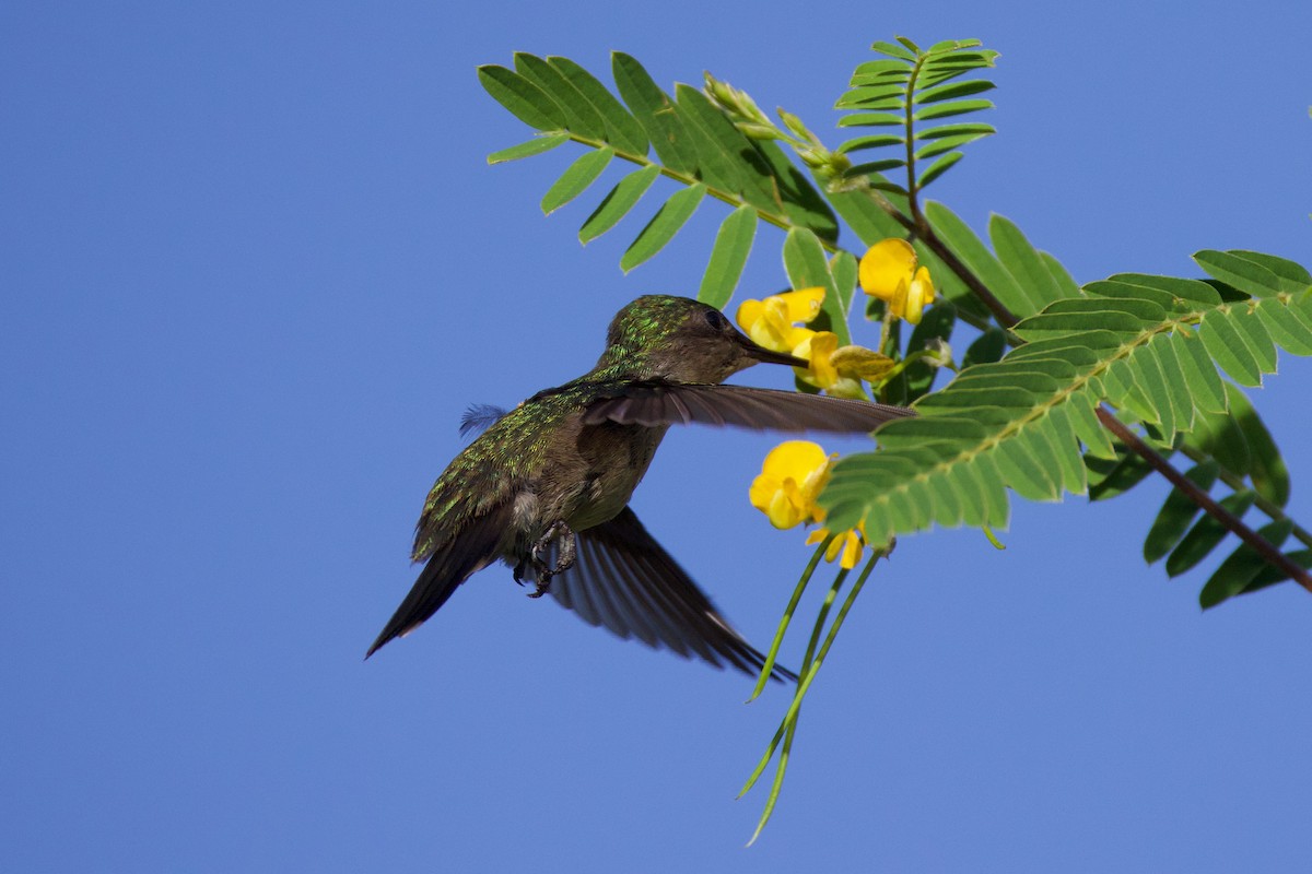 Antillean Crested Hummingbird - ML644232469