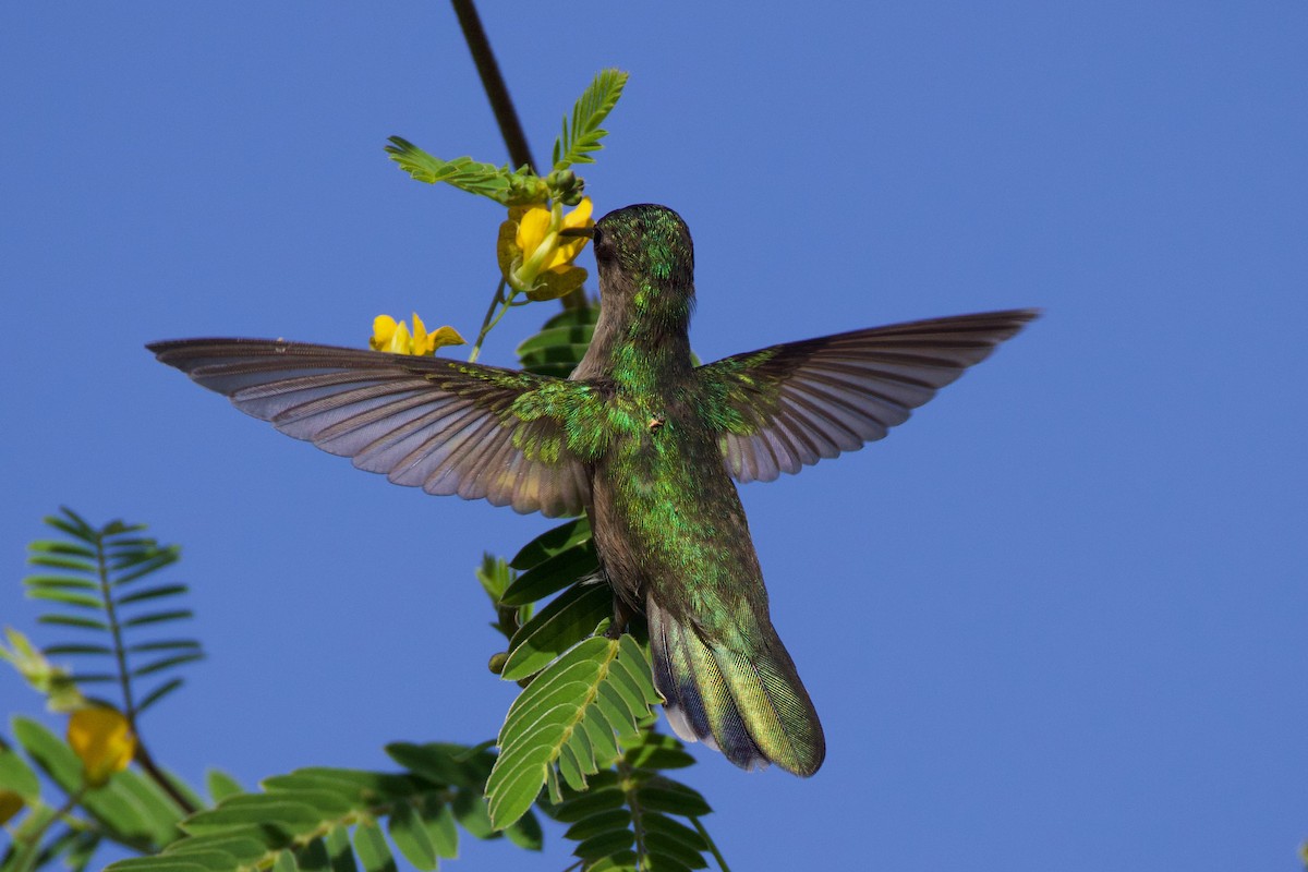 Antillean Crested Hummingbird - ML644232470