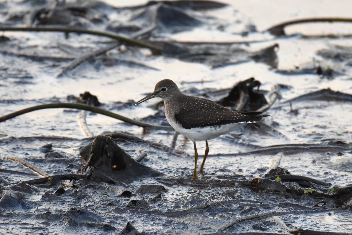 Solitary Sandpiper - ML644232478