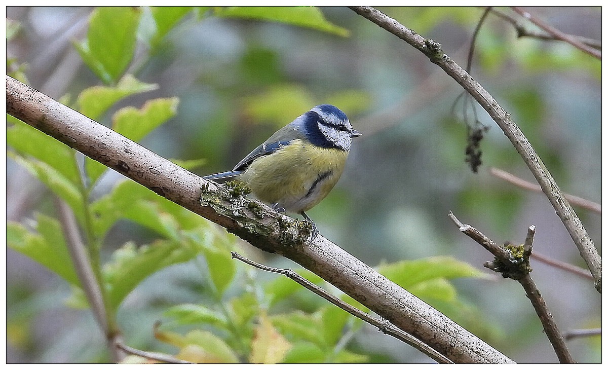 Eurasian Blue Tit - ML644232497