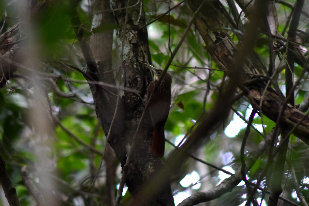 シロハシオニキバシリ - ML644232515