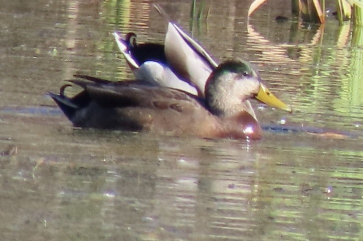 Mallard x American Black Duck (hybrid) - ML644232519