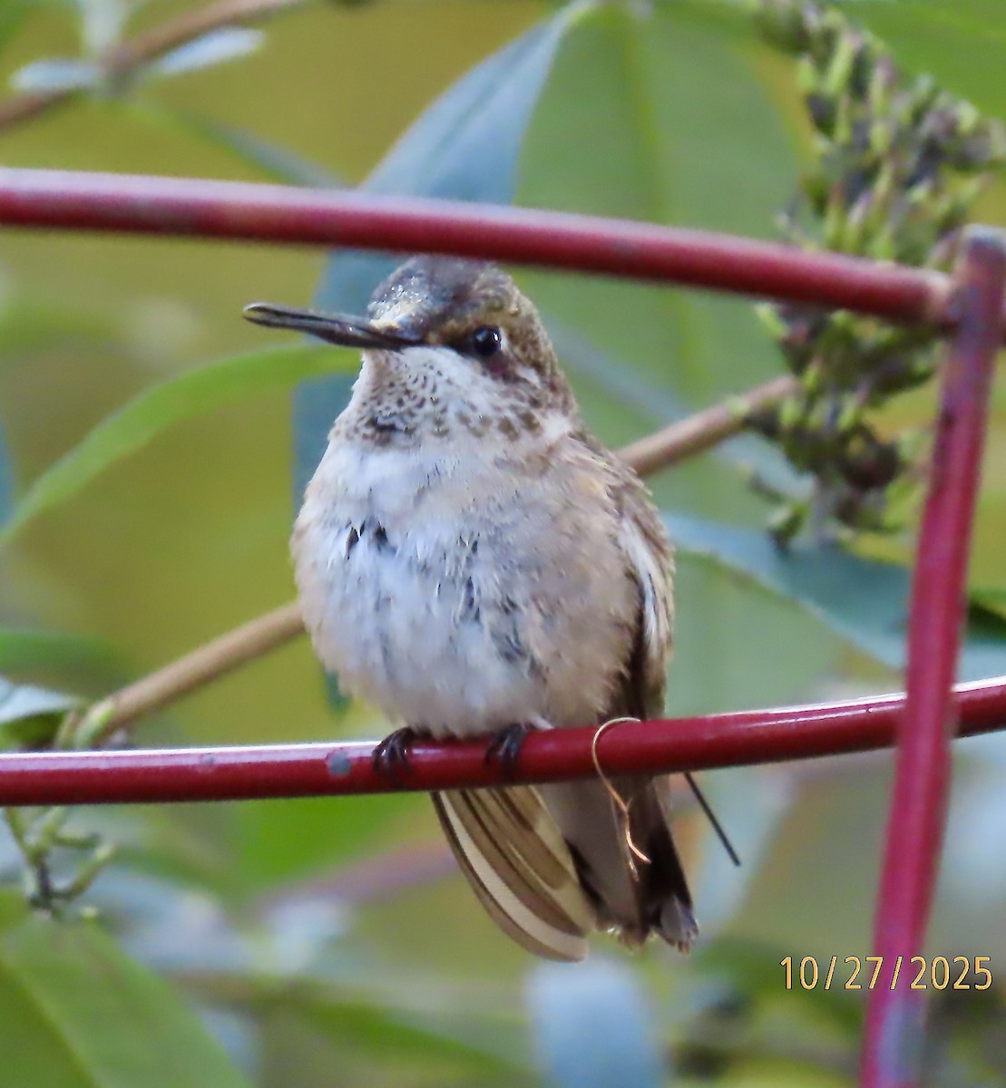 Black-chinned Hummingbird - ML644232535