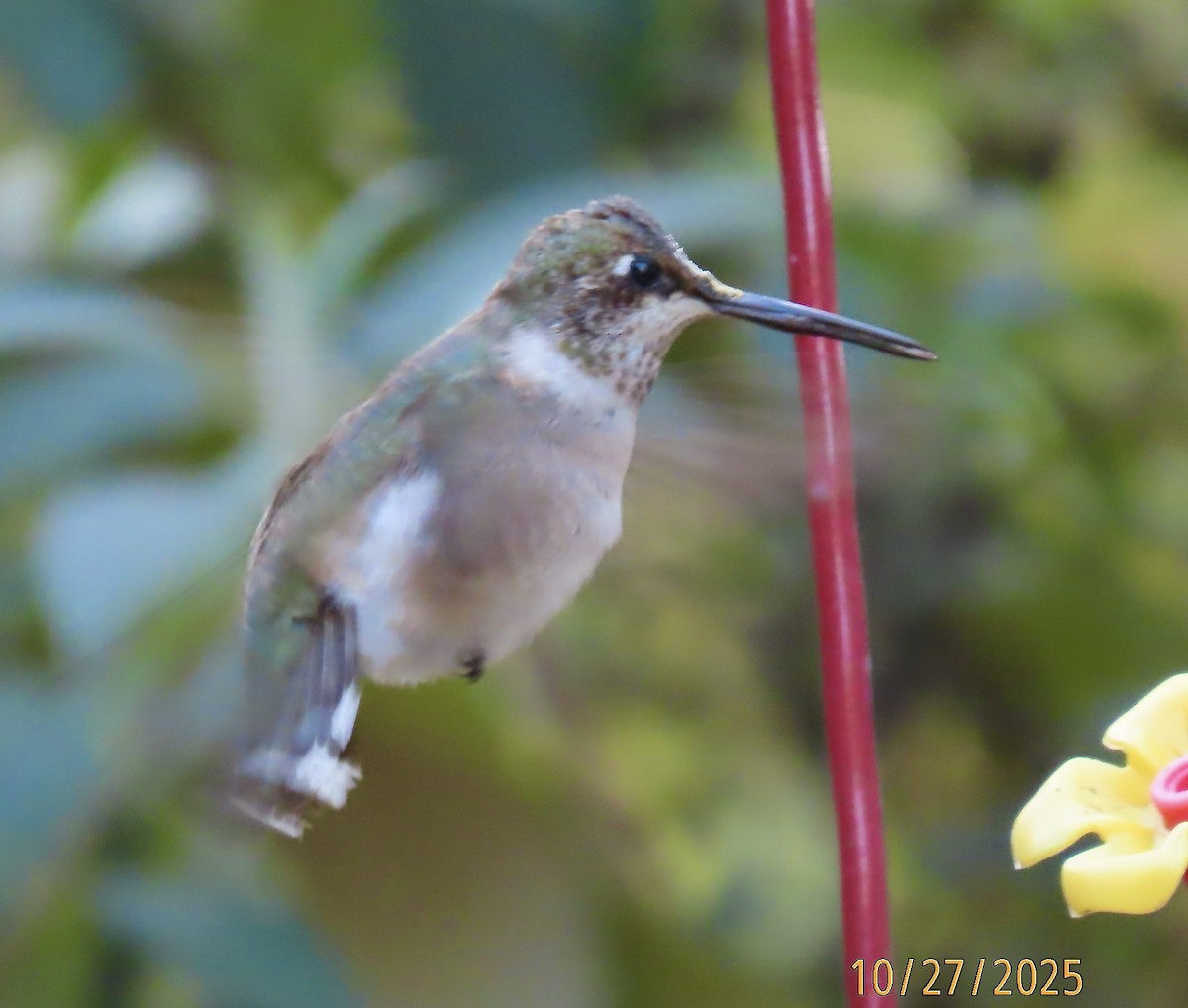 Black-chinned Hummingbird - ML644232538
