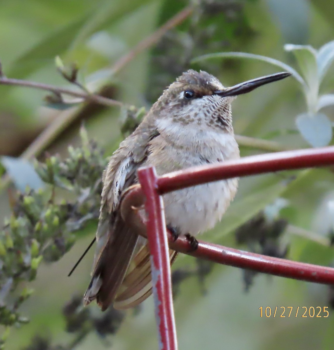 Black-chinned Hummingbird - ML644232540