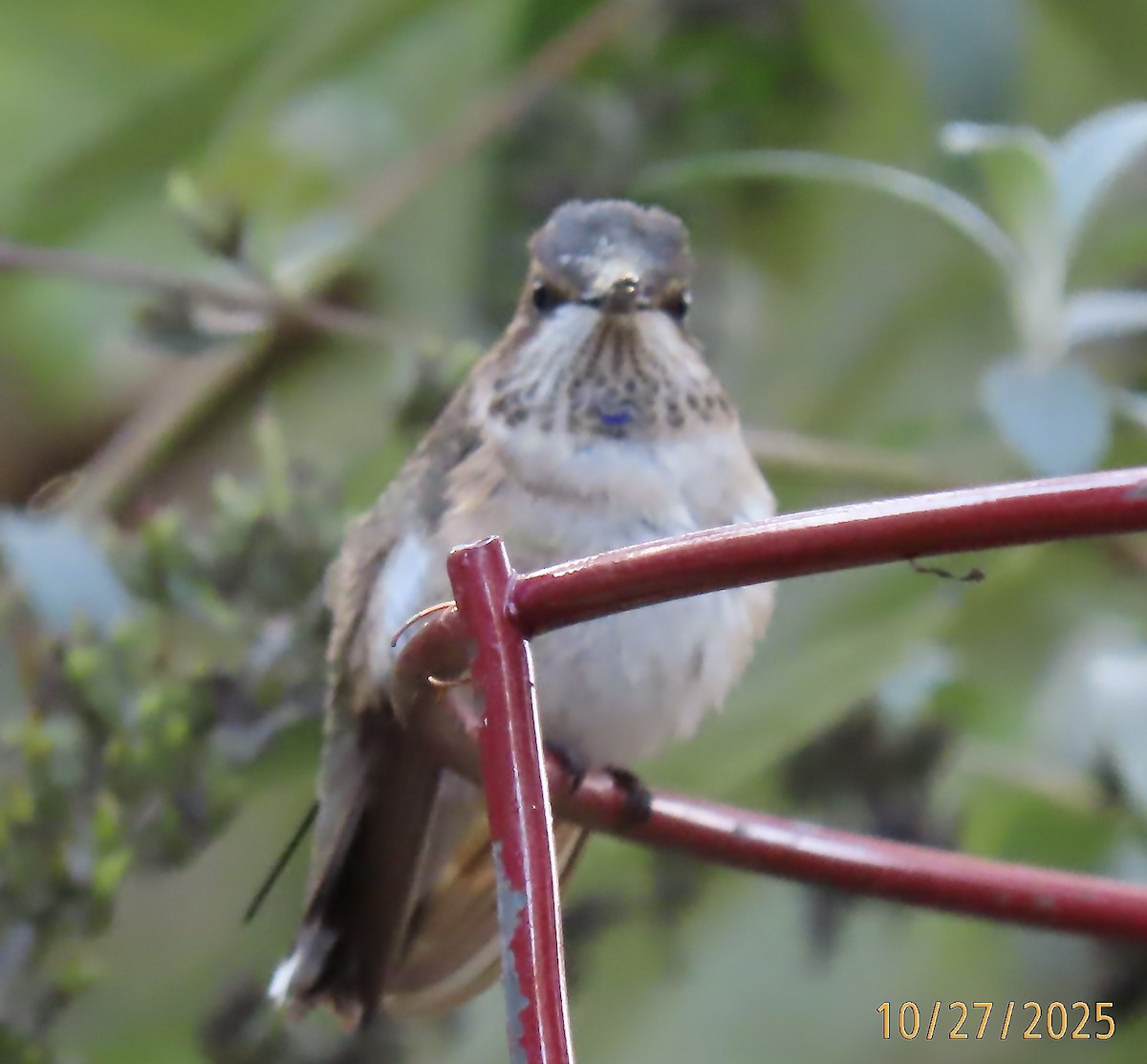 Black-chinned Hummingbird - ML644232542