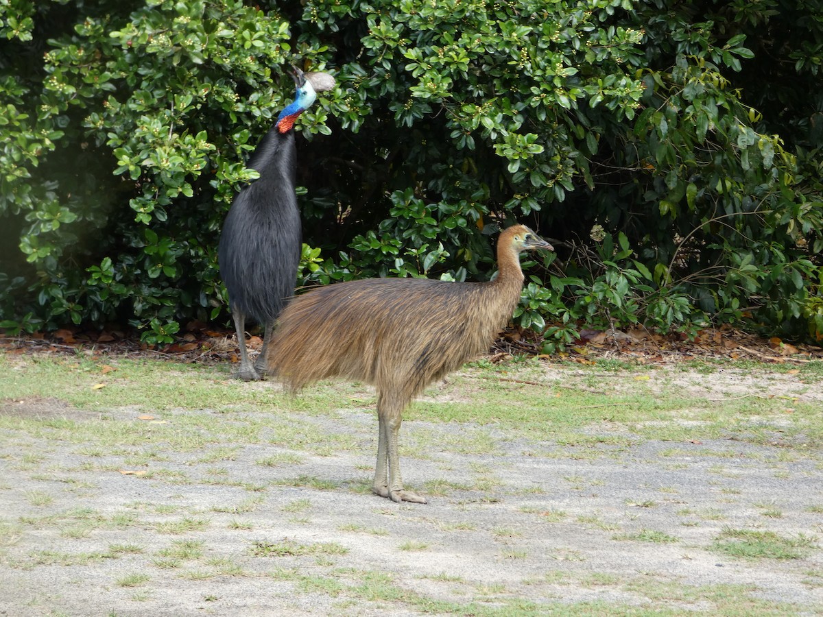 Southern Cassowary - ML644232544