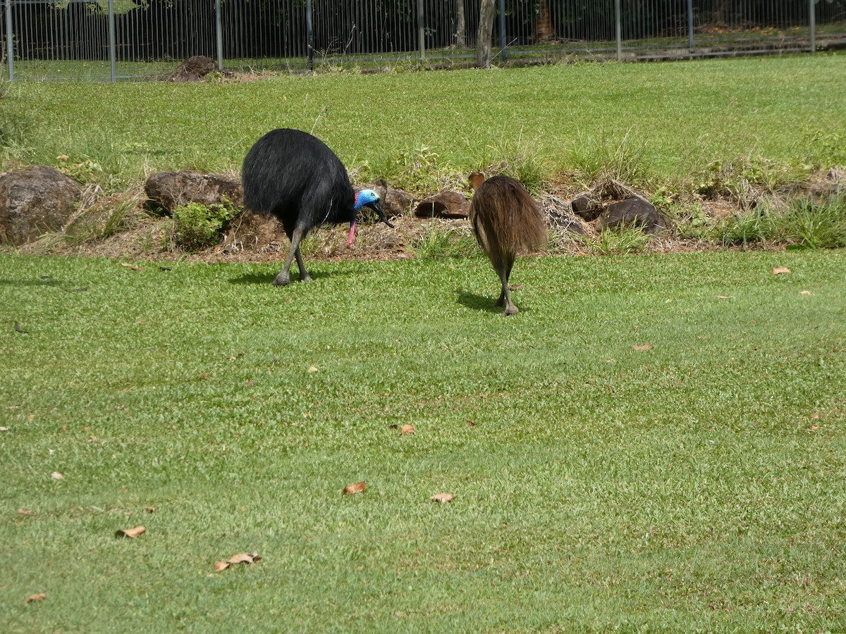 Southern Cassowary - ML644232545