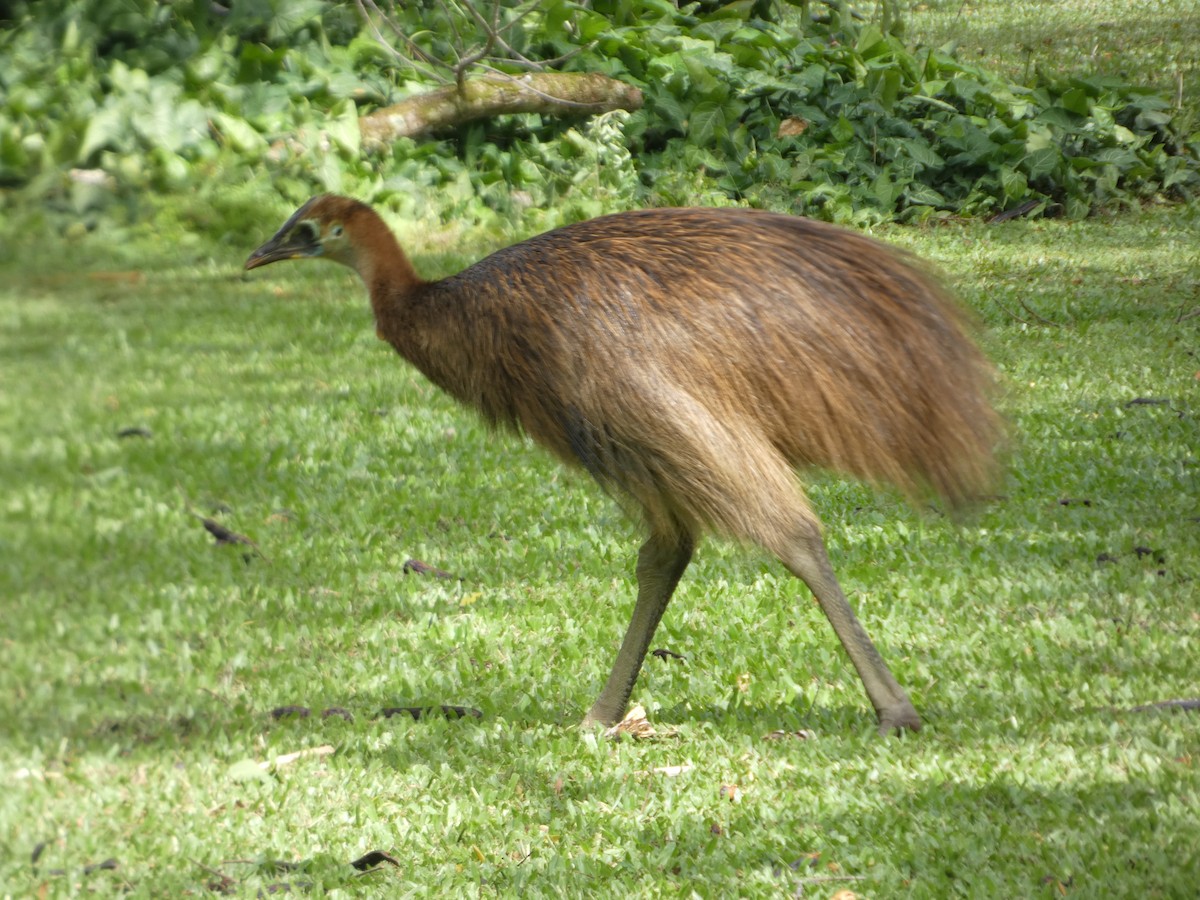 Southern Cassowary - ML644232546