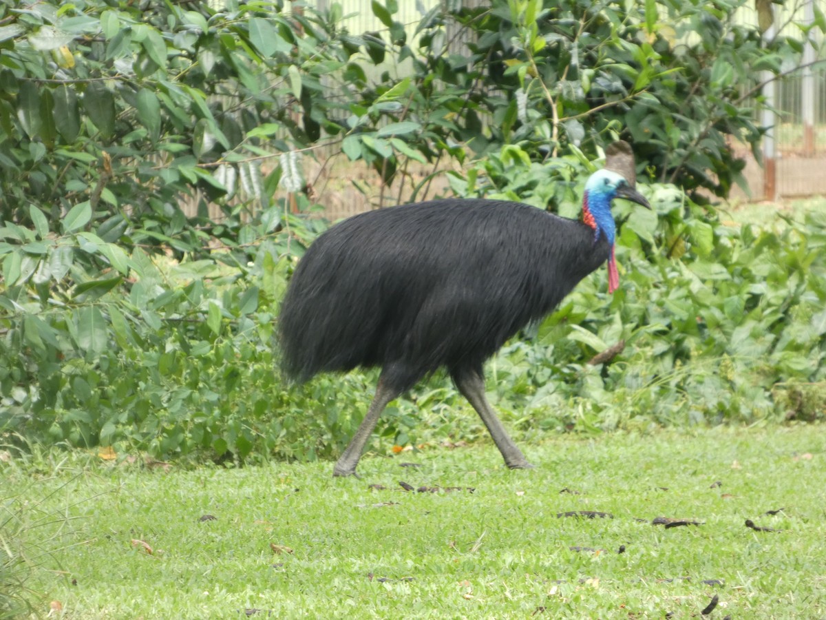 Southern Cassowary - ML644232547