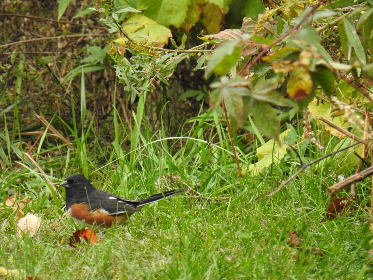Eastern Towhee - ML644232576