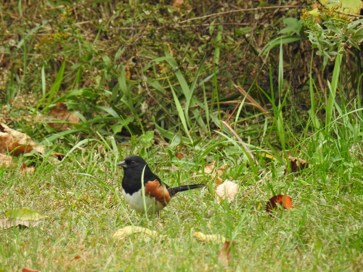 Eastern Towhee - ML644232577