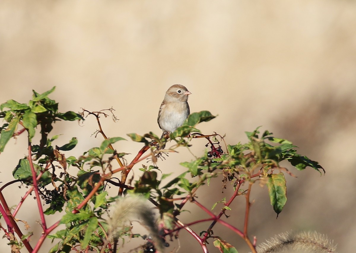 Полевая малая овсянка - ML644232579