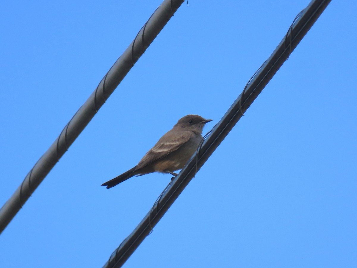 Say's Phoebe - ML644232581