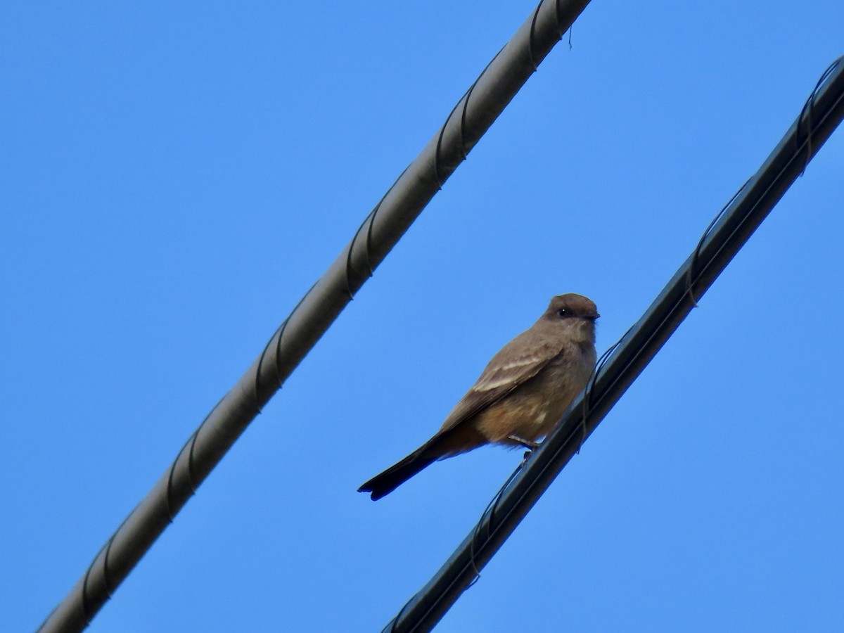 Say's Phoebe - ML644232583