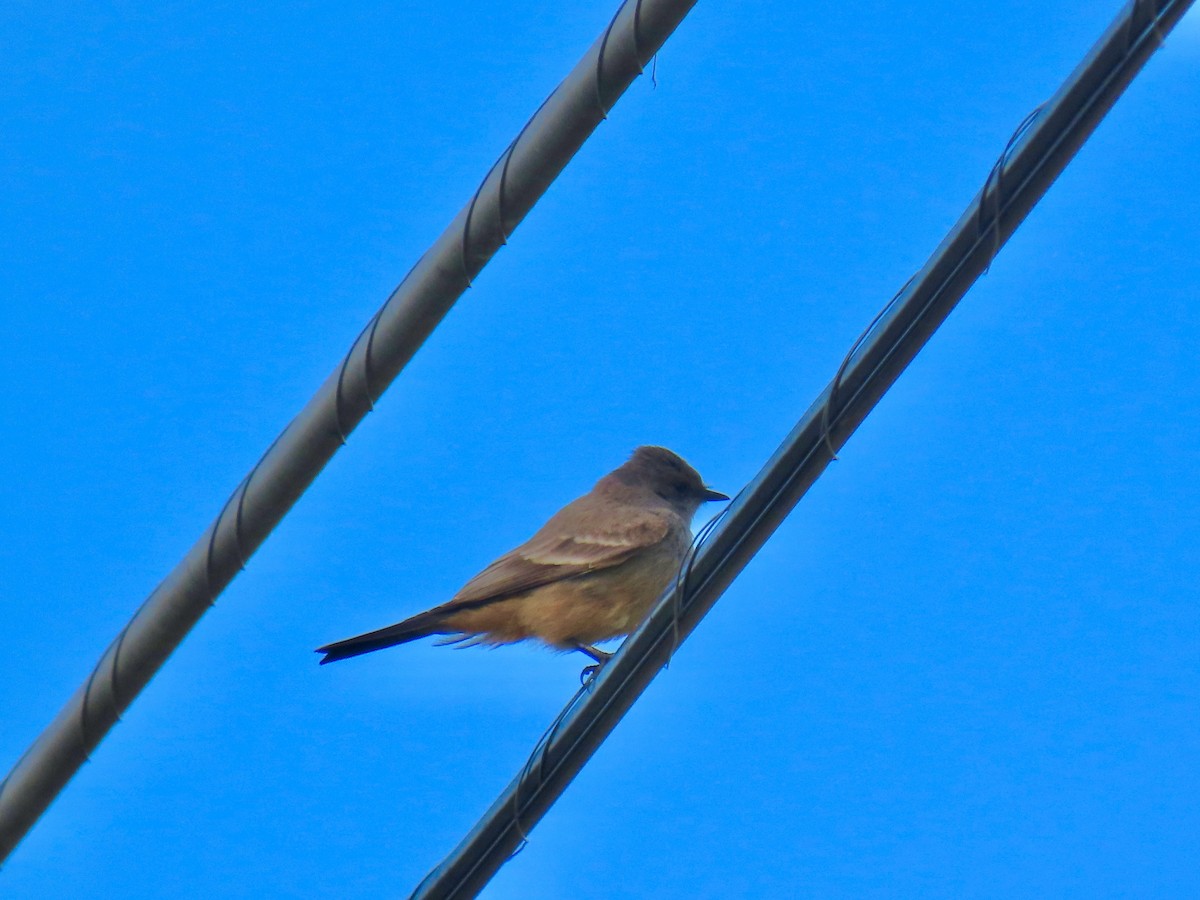 Say's Phoebe - ML644232584