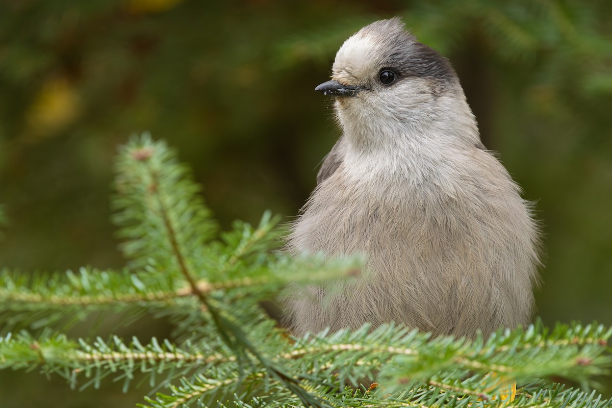 Mésangeai du Canada - ML644232590