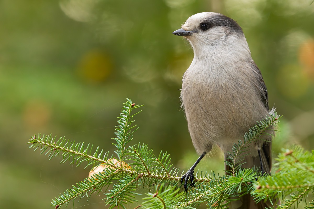 Mésangeai du Canada - ML644232591