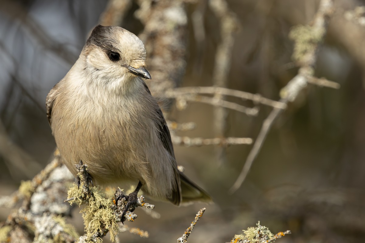 Mésangeai du Canada - ML644232592