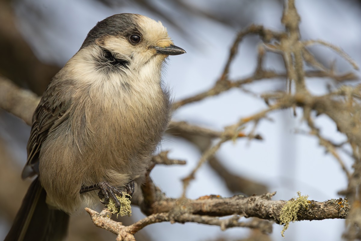 Mésangeai du Canada - ML644232593
