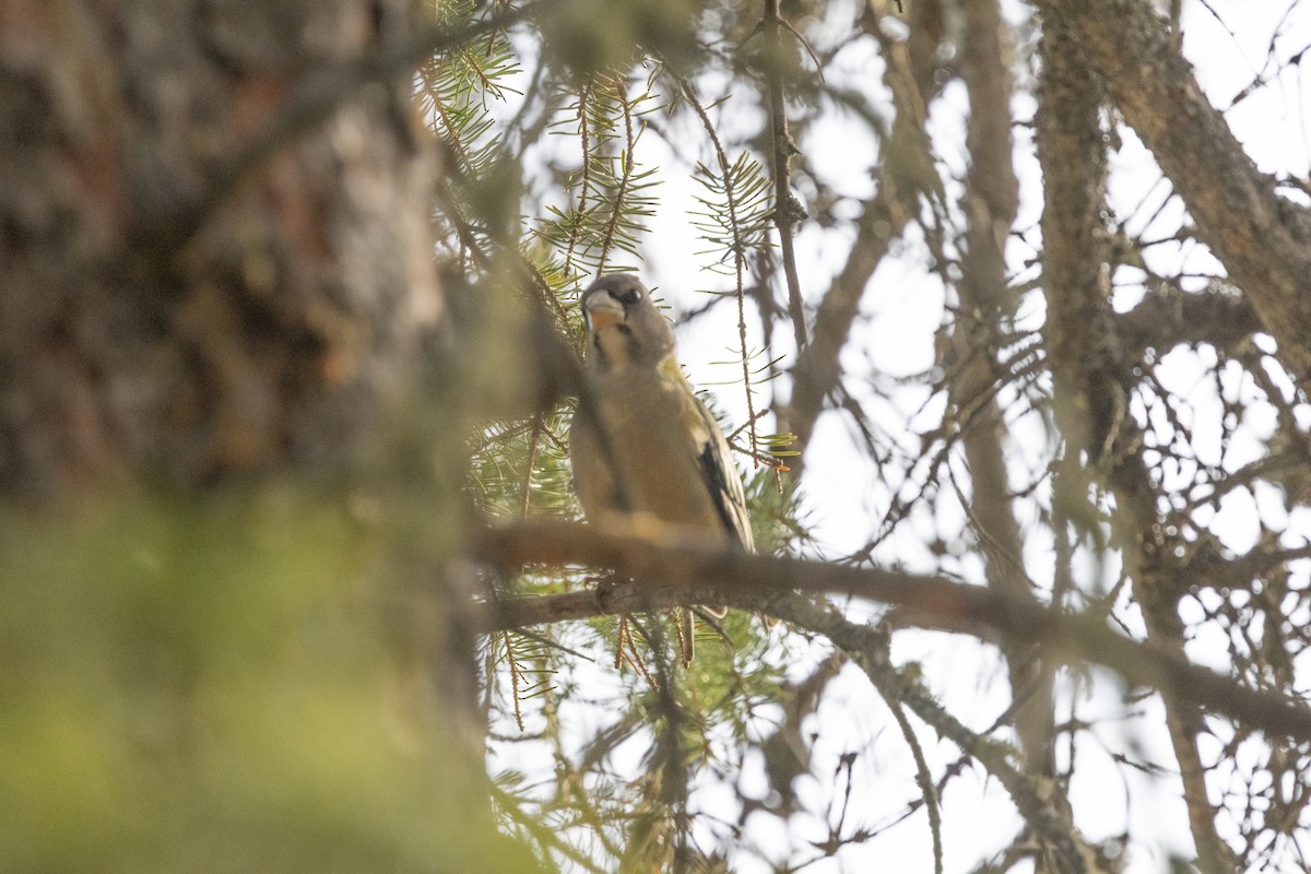 Evening Grosbeak - ML644232600