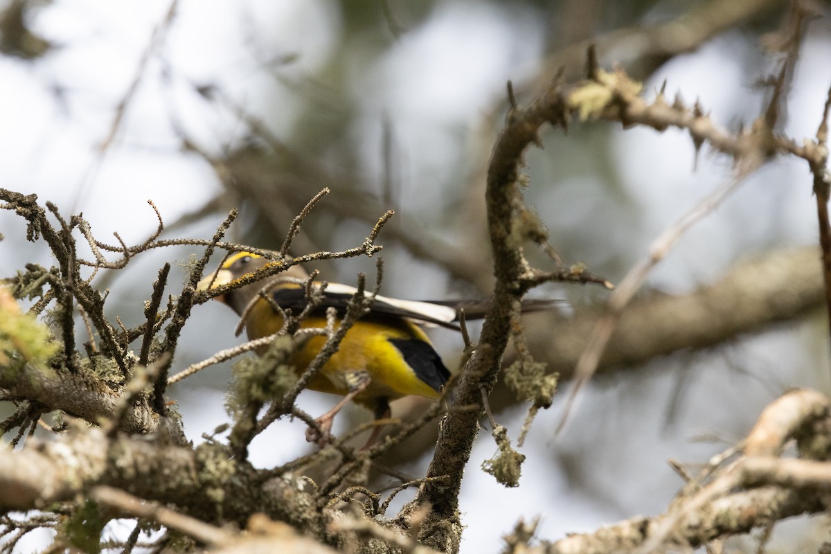 Evening Grosbeak - ML644232612