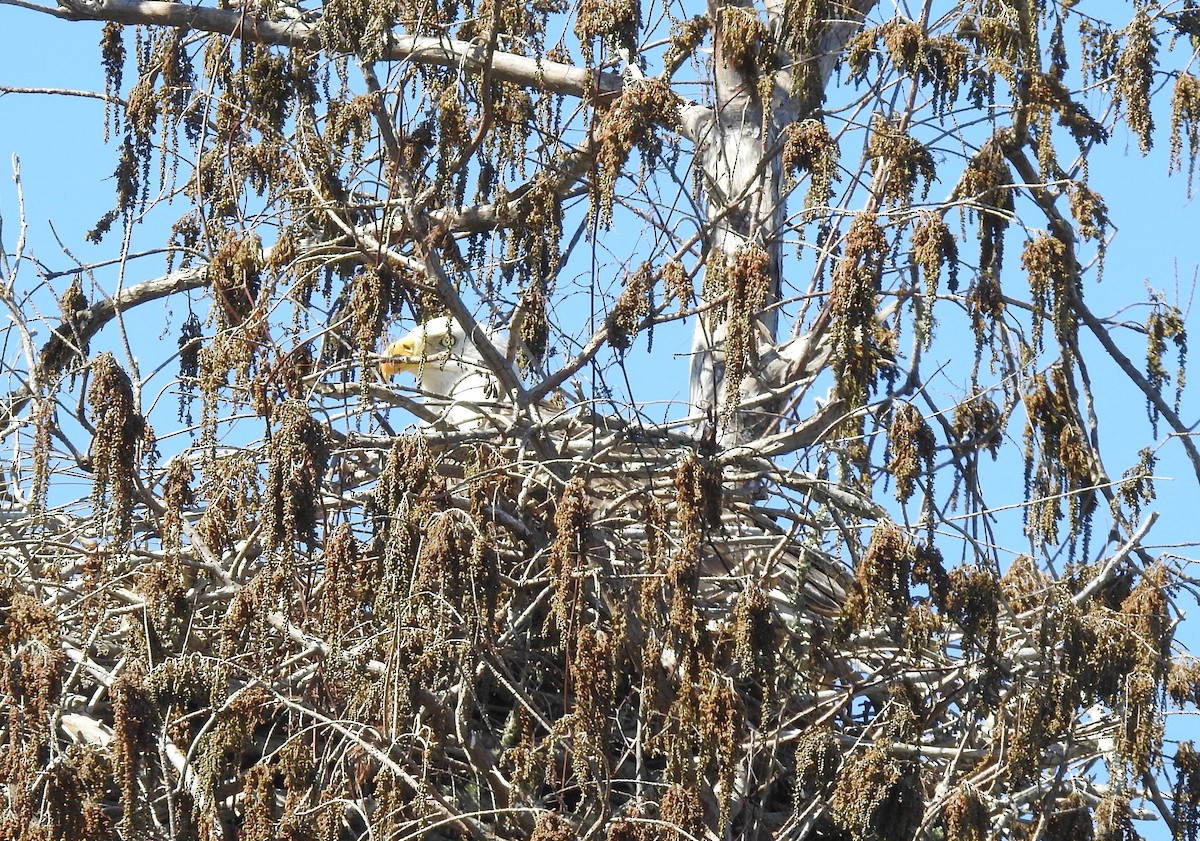 Itsas arrano buruzuria - ML644232617