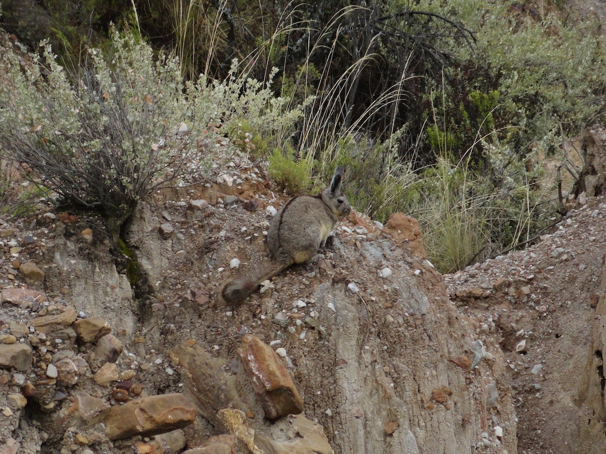 Mammals - ML644232623