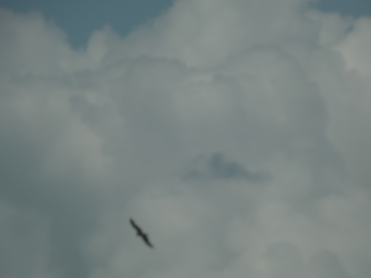 דיה שחורה (מערבית) - ML644232627