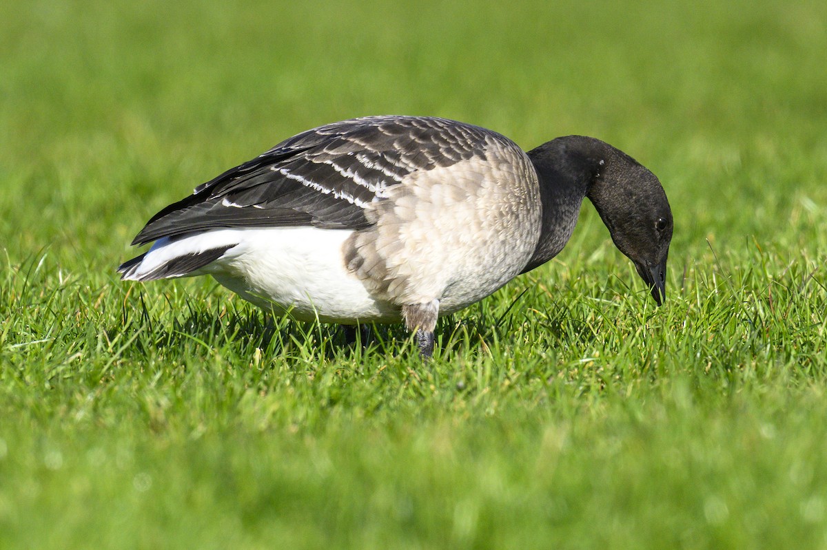 Чёрная казарка - ML644232632